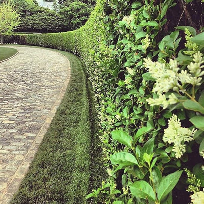Curled Leaf Privet | 5 Live Quart Size Plants | Ligustrum Japonicum Recurvifolium, Evergreen Flowering Privacy Hedge, Ornamental Shrub for Lush Landscapes