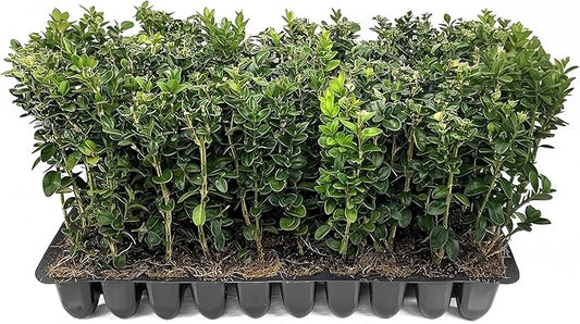 Green Mountain Boxwood | 3 Live Plants | Buxus sempervirens ‘Green Mountain’ | Evergreen Privacy Shrub | Compact Formal Garden Plants