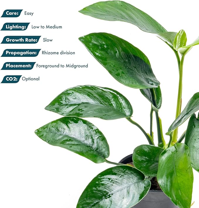 SubstrateSource Anubias Live Aquarium Plants - Anubias Nana Tropica (Anubias barteri Nana) - Low Light Epiphytic Rhizome for Foreground to Midground Freshwater Aquascapes, Dark Green Accent - Pot