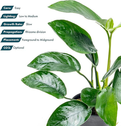 SubstrateSource Anubias Live Aquarium Plants - Anubias Nana Tropica (Anubias barteri Nana) - Low Light Epiphytic Rhizome for Foreground to Midground Freshwater Aquascapes, Dark Green Accent - Pot