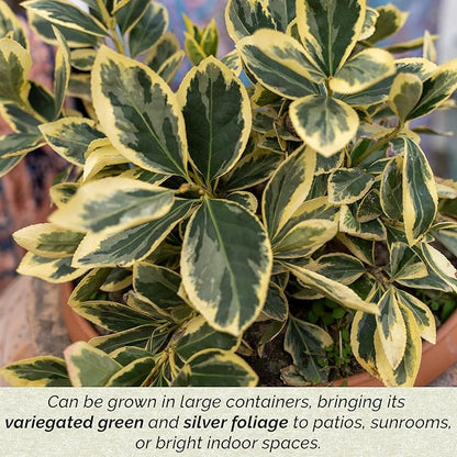12 Silver King Euonymus, Live Plants – Euonymus Japonica – Hardy Variegated Evergreen Shrub in 2.5” Nursery Cubes – Low-Maintenance & Highly Adaptable for Landscaping