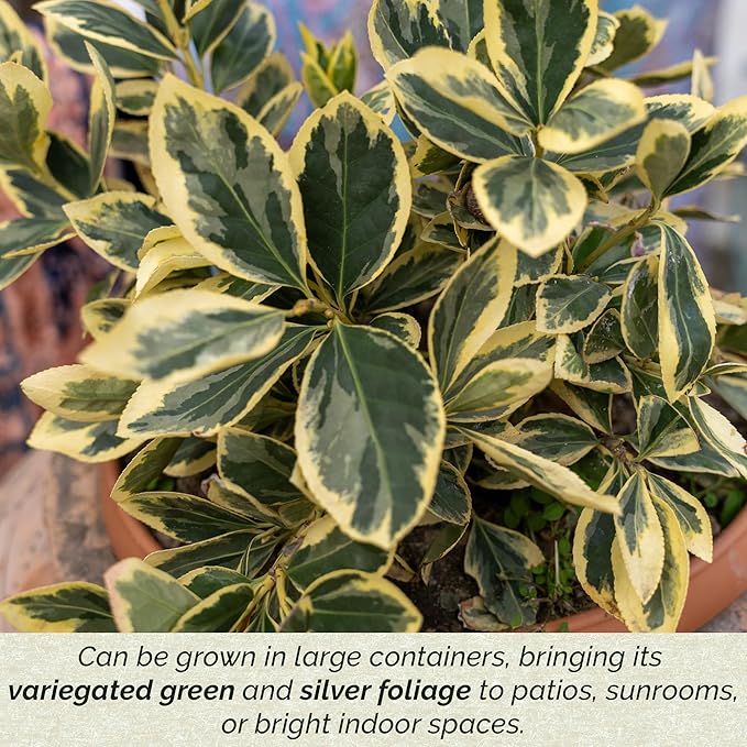 6 Silver King Euonymus, Live Plants – Euonymus Japonica – Hardy Variegated Evergreen Shrub in 2.5” Nursery Cubes – Low-Maintenance & Highly Adaptable for Landscaping