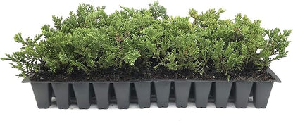 Prince of Wales Juniper - 40 Live Plants - Drought Tolerant Cold Hardy Evergreen Ground Cover