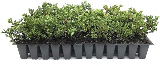 Prince of Wales Juniper - 40 Live Plants - Drought Tolerant Cold Hardy Evergreen Ground Cover