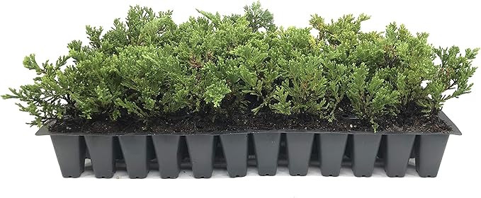 Prince of Wales Juniper - 60 Live Plants - Drought Tolerant Cold Hardy Evergreen Ground Cover