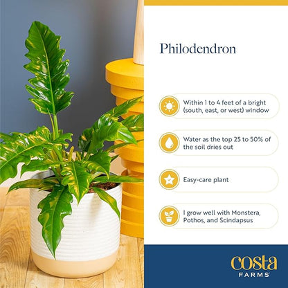 Costa Farms Philodendron Live Plant in Decorative Pot, Large Air Purifying Indoor Houseplant, Assorted Variety, Home, Room, or Office Decor, Great House Warming or Birthday Gift, 2-3 Feet Tall