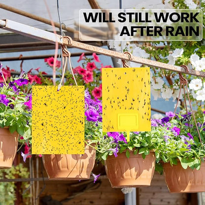Qualirey 250 Pcs 6 x 8 Inch Sticky Traps for Gnats Dual Sided Fruit Fly Sticky Traps for Indoor and Outdoor Plant with Twist Ties and Plastic Holders for Flying Plant Insect, Fungus Gnats (Yellow)