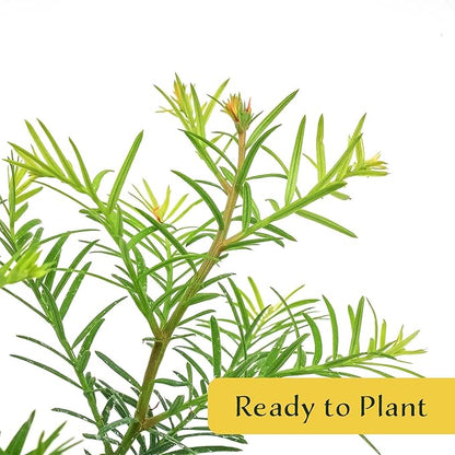 1 Coastal Redwood in 3.5” Nursery Cube (Sequoia sempervirens) | Majestic Evergreen Tree for Shade, Privacy & Wildlife Support | Ready-to-Plant Live Starter Plant