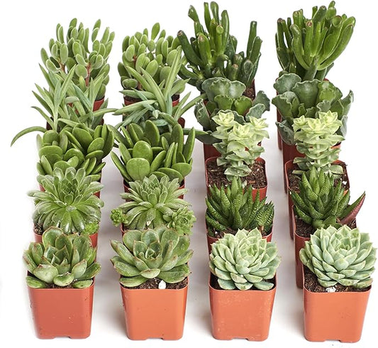 Shop Succulents Verde Succulent Plant Pack Bulk Collection - Live Mini Succulent Plants, Low Maintenance, Mix of Green Succulents & Textures - Wedding and Party Favors, Gift & Garden, Pack of 20