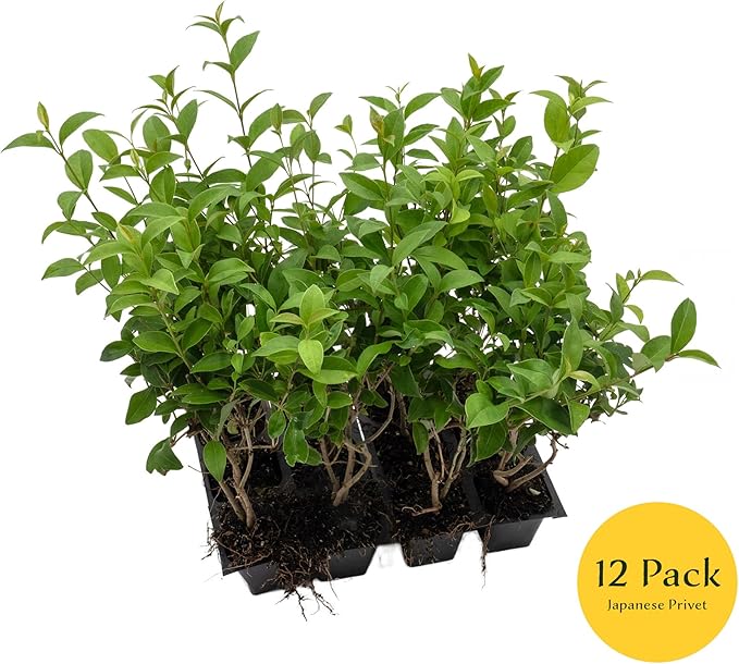 12 Japanese Privet in 2.5" Nursery Cubes | Ligustrum japonicum | Evergreen Shrub for Hedges, Screens & Borders | Ready-to-Plant & Easy-to-Grow Outdoor Live Starter Plants
