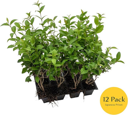 12 Japanese Privet in 2.5" Nursery Cubes | Ligustrum japonicum | Evergreen Shrub for Hedges, Screens & Borders | Ready-to-Plant & Easy-to-Grow Outdoor Live Starter Plants
