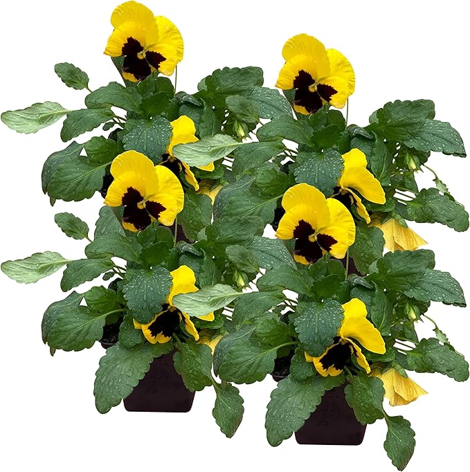 Live Healthy Flowering Pansies - Yellow Blotch (4 Plants Per Pack), Beautiful Fall Color, 6" Tall by 4" Wide in 1 Pint Square Pot