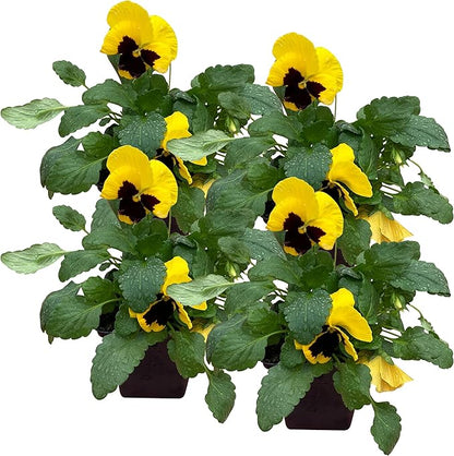 Live Healthy Flowering Pansies - Yellow Blotch (4 Plants Per Pack), Beautiful Fall Color, 6" Tall by 4" Wide in 1 Pint Square Pot