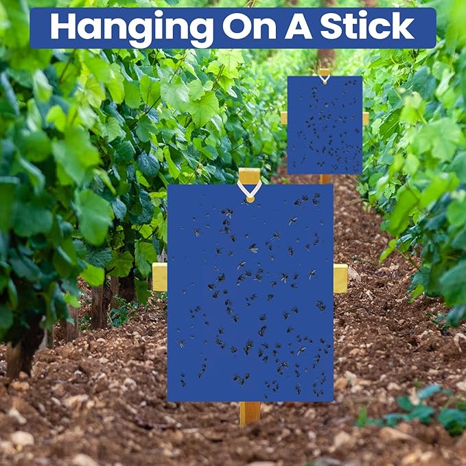 Qualirey 100 Pcs 6 x 8 Inch Sticky Traps for Gnats Dual Sided Fruit Fly Sticky Traps for Indoor and Outdoor Plant with Twist Ties and Plastic Holders for Flying Plant Insect, Fungus Gnats (Blue)