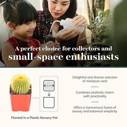 Shop Succulents | Can't Touch This Collection | Assortment of Hand Selected, Fully Rooted Live Indoor Cacti Plants, 5-Pack
