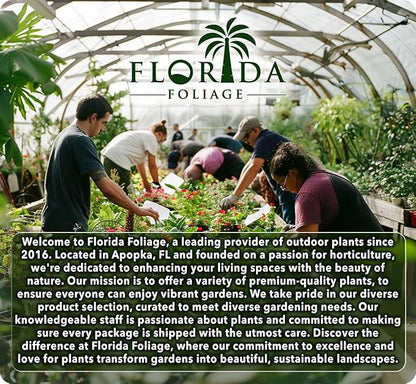 Podocarpus Macrophyllus Japanese Yew | 10 Live Plants | Podocarpus macrophyllus | Privacy Hedge Shrub | Evergreen Landscaping Plants for Gardens & Borders