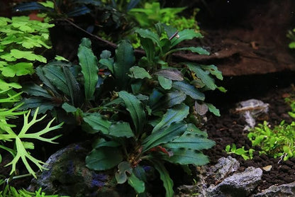 SubstrateSource Bucephalandra Rainbow Frost Live Aquarium Plant - Natural Freshwater Fish Tank Decorations and Aquatic Decor (Plant (10-15 Leaves))