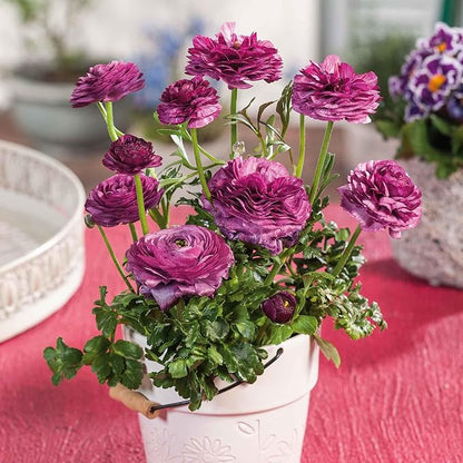 Ranunculus Bulbs - Violet - 20 Bulbs - Purple Flower Bulbs, Corm Attracts Bees, Attracts Pollinators, Easy to Maintain & Grow, Fragrant, Container Garden