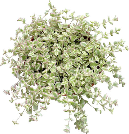 Live Succulent 4" Sedum Little Missy Variegated, Succulents Plants Live, Succulent Plants Fully Rooted, House Plant for Home Office Decoration, DIY Projects, Party Favor Gift by The Succulent Cult