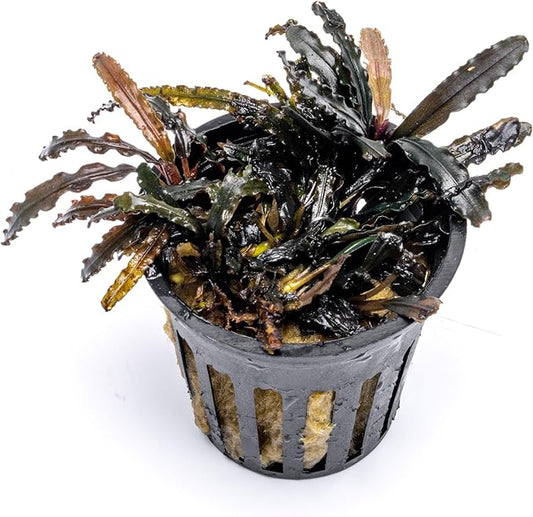 SubstrateSource Live Plants - Bucephalandra Catherine Red - Low Light, Dark Green to Red Accent for Foreground to Midground Freshwater Aquarium Aquascaping - Pot