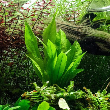 SubstrateSource Live Plant - Amazon Sword (Echinodorus Bleheri) - Beginner Friendly, Easy Care, Medium Light, Midground to Background Placement - Freshwater Aquarium Decoration - 1 Bunch (4-5 Plants)