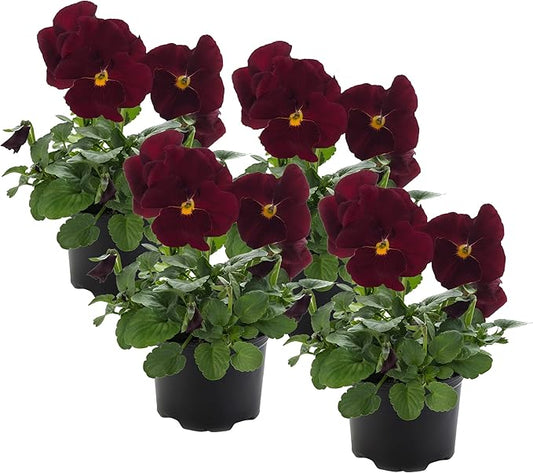 Live Healthy Flowering Pansies - Red Blotch (4 Plants Per Pack), Beautiful Fall Color, 6" Tall by 4" Wide in 1 Pint Square Pot