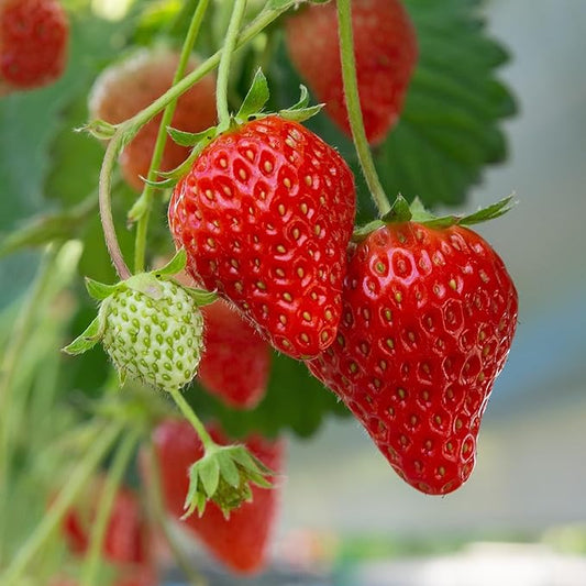 Earliglow June Bearing Bare Root Strawberry Plants - Heirloom Quality, Easy for Beginners - Early June Bearing Variety from Hand Picked Nursery (5)