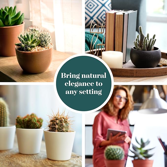 Shop Succulents | Can't Touch This Collection | Assortment of Hand Selected, Fully Rooted Live Indoor Cacti Plants, 5-Pack