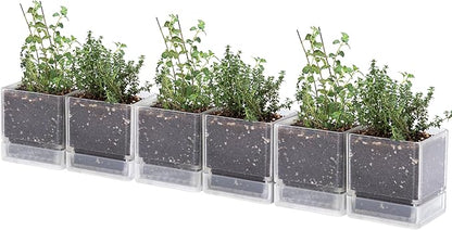 4 Inch Herb Planter Pot, Plastic Planter with Drainage Holes and Saucer, Modern Decorative Gardening Pot for Indoor Plants, Flowers, Herbs, Succulents, Clear, Set of 6, 76-Y-D-6