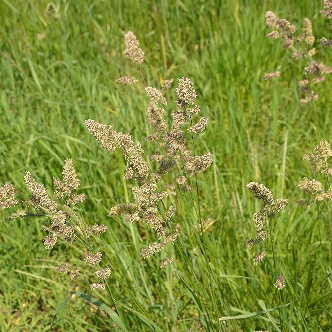 Outsidepride Grazer Orchard Pasture Grass Seed - 50 Lbs. Perennial, Drought & Shade Tolerant, Winter Hardy Fescue Seed for Hay, Grazing, Silage, Greenchop, Goat Feed, & Lawn Use