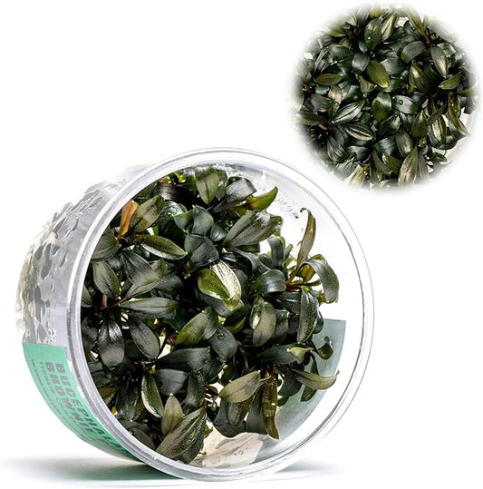 Ultum Nature Systems Live Tissue Culture - Bucephalandra Brownie Phoenix - Easy, Low-Med Light - Dark Green, Red, Purple Accent - Foreground to Midground - 100% Snail Free Grown in-Vitro - Small Cup