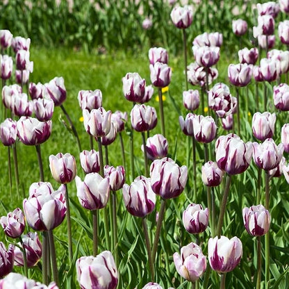 Blueberry Swirl Tulip Flower Bulbs - Vibrant Color with Beautiful Blooms - Includes 10 Flower Bulbs