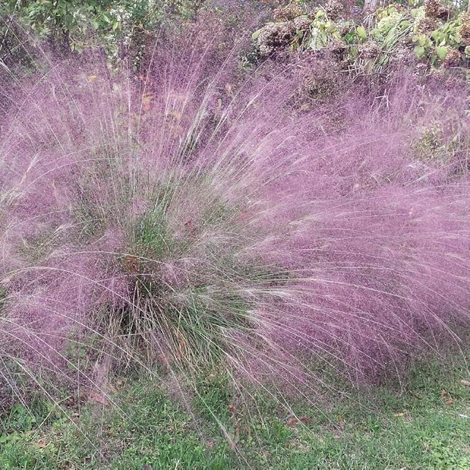 Outsidepride 500 Seeds Perennial Eragrostis Spectabilis Ornamental Love Grass Seed for Planting