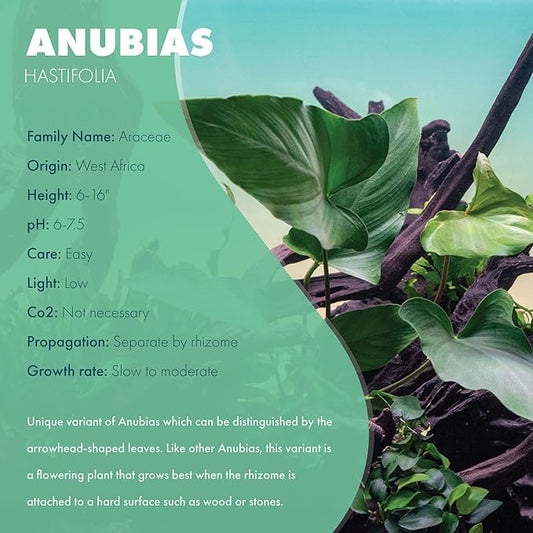 SubstrateSource Anubias Live Aquarium Plants - Potted Freshwater Plant for Fish Tanks, Terrariums - Beginner Friendly Low Light (Hastifolia, 1 Pot)