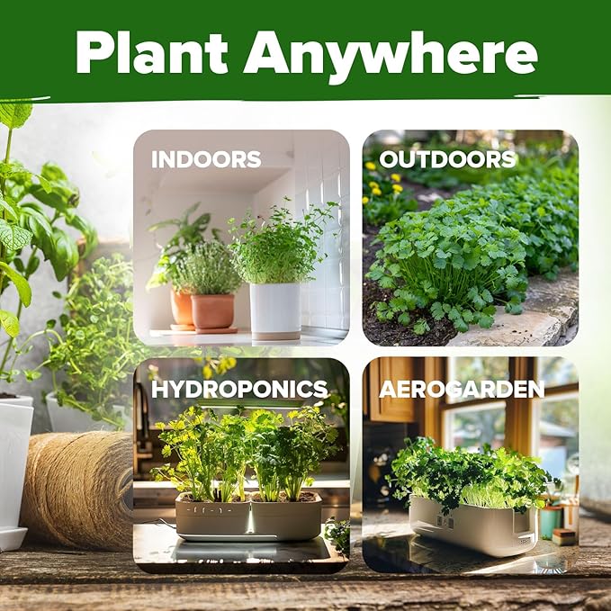 HOME GROWN 𝗨𝗦𝗔 𝗣𝗥𝗘𝗠𝗜𝗨𝗠 500+ Cilantro Seeds (Fast Growing) 𝗡𝗢𝗡-𝗚𝗠𝗢 Heirloom Coriander Seeds for Planting Indoors & Outdoors – Santo Cilantro Herb for Kitchen Garden, High Germination
