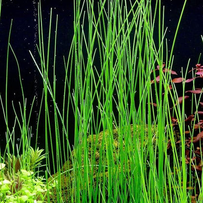 Aquarium Plants Discounts Potted Tall Hairgrass by AquaLeaf Aquatics - Easy Aquatic Live Plant- (Potted Tall Hairgrass, 5 Pack)