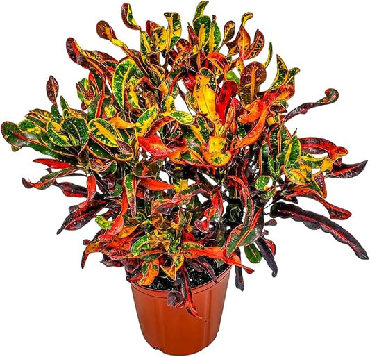 Croton Mammy Plant Live - 3 Gallon Pot - Overall Height 24" to 28" - Tropical Plants of Florida…