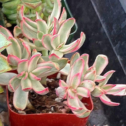 Sprout N Green Crassula rubricaulis Candy Cane, Live Succulent Fully Rooted in 2 inch Starter Pot, House Plant for Indoor Outdoor Home Office Wedding Decoration Party Favor