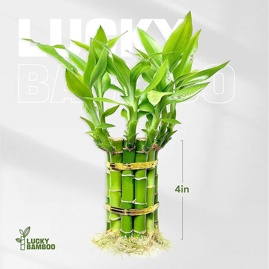 Lucky Bamboo Plants Live Indoor (10 Stalks, 4 Inch) - Fresh House Plants for Office Desk, Home Decor, for Positive Energy, Prosperity & Easy Care