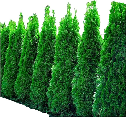 Ten Pack of Emerald Arborvitaes - Evergreen Privacy Hedge - 10 Live Plants Shipped 1 to 2 Feet Tall by DAS Farms (No California)