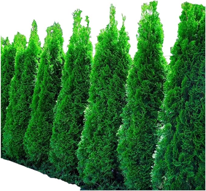 Emerald Arborvitae - Live Plants Shipped 1 to 2 Feet Tall by DAS Farms (No California)