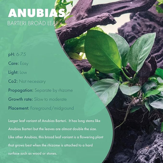 SubstrateSource Anubias Live Aquarium Plants - Potted Freshwater Plant for Fish Tanks, Terrariums - Beginner Friendly Low Light (Barteri Broad Leaf, 5 Pots)
