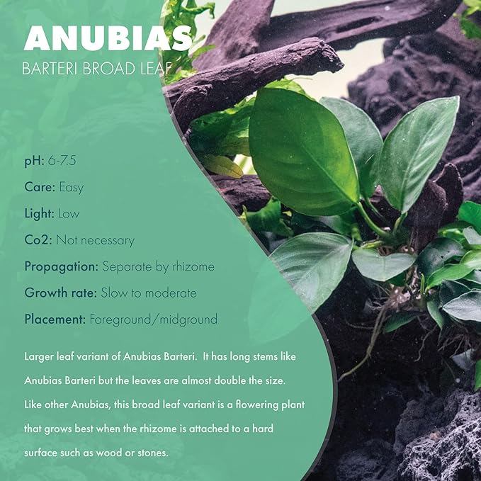 SubstrateSource Anubias Live Aquarium Plants - Potted Freshwater Plant for Fish Tanks, Terrariums - Beginner Friendly Low Light (Barteri Broad Leaf, Mother Plant)