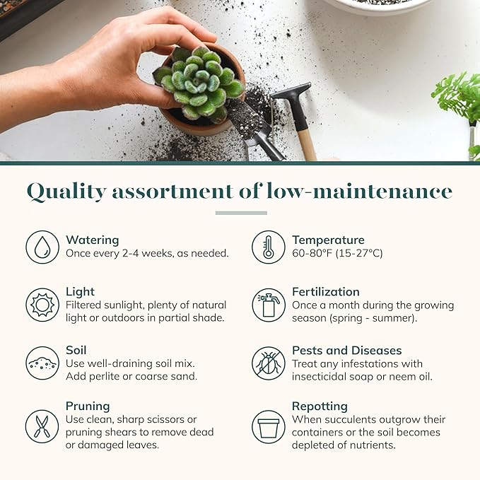 Shop Succulents Verde Succulent Plant Pack Bulk Collection - Live Mini Succulent Plants, Low Maintenance, Mix of Green Succulents & Textures - Wedding and Party Favors, Gift & Garden, Pack of 256