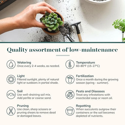 Shop Succulents Verde Succulent Plant Pack Bulk Collection - Live Mini Succulent Plants, Low Maintenance, Mix of Green Succulents & Textures - Wedding and Party Favors, Gift & Garden, Pack of 256