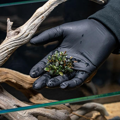 SubstrateSource Bucephalandra Brownie Phoenix Live Aquarium Plant - Natural Freshwater Fish Tank Decorations, Aquatic Decor (Small Clump (3-5 Plants))