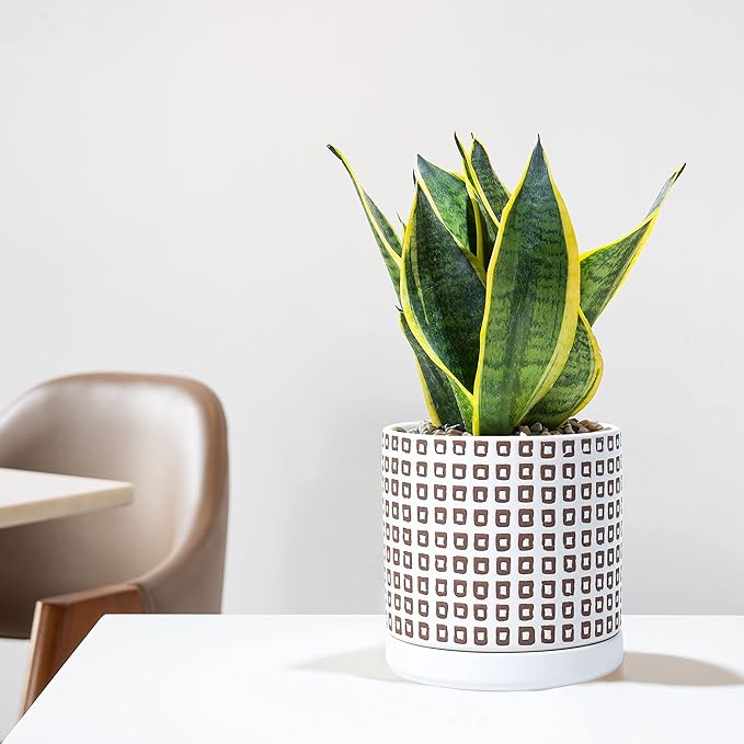 D'vine Dev Set of 2 Ceramic Planter Pots with Drainage Hole and Saucer, 6 Inch Plant Pots for Plants Indoor Houseplants, White, 99-Z-A-1-Y
