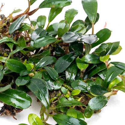 SubstrateSource Bucephalandra Black Tears Live Aquarium Plant - Natural Freshwater Fish Tank Decorations, Aquatic Décor - Plant (10-15 Leaves)
