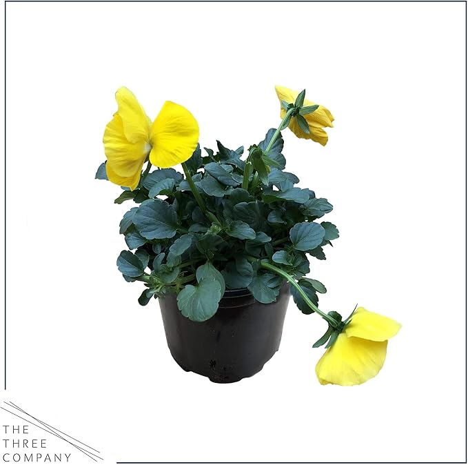 Live Healthy Flowering Pansies - Yellow (4 Plants Per Pack), Beautiful Winter Color, 6" Tall by 4" Wide in 1 Pint Square Pot