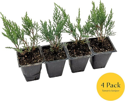 4 Tamarix Juniper in 3.5" Nursery Cubes | Juniperus Sabina ‘Tamariscifolia’ | Dense, Low-Maintenance Evergreen Shrub with Fine, Feathery Foliage | Ready-to-Plant Live Starters